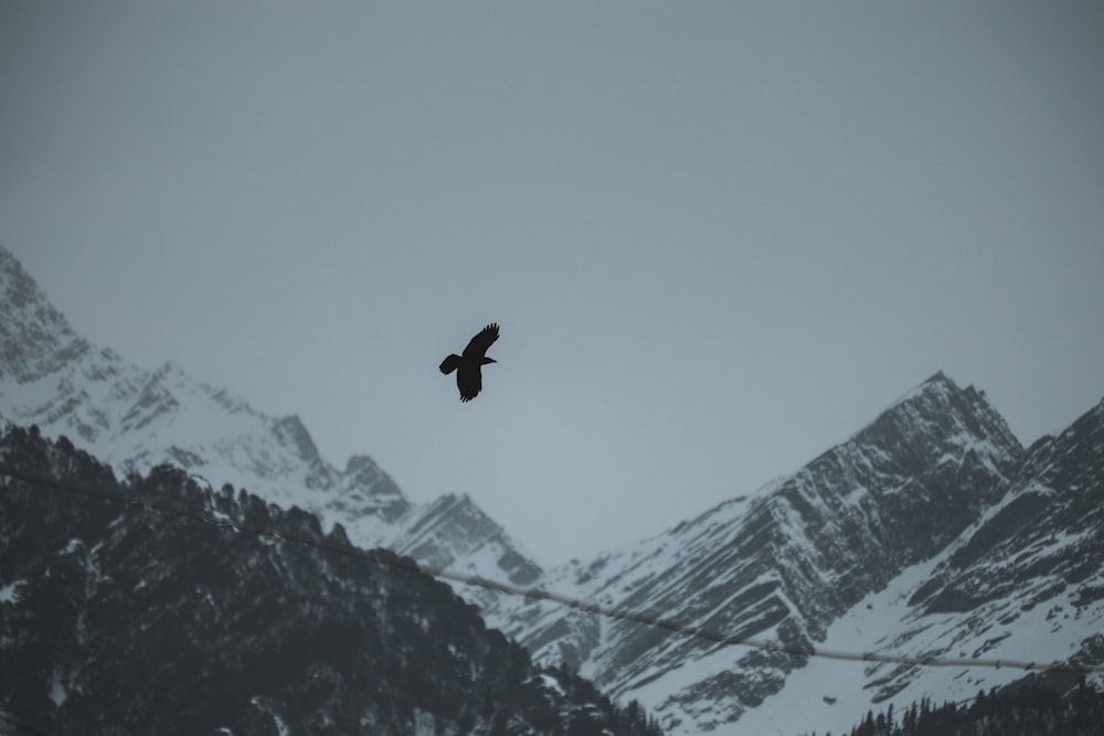 bird flying over snow covered mountain