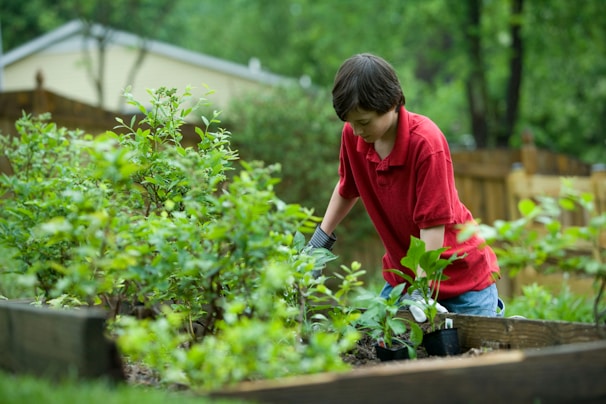 A young person in a red short-sleeved shirt is gardening, focusing on the plants in a raised garden bed. The setting is outdoors with a backdrop of blurred greenery and a wooden fence. The individual appears to be wearing gloves and attending carefully to the plants.