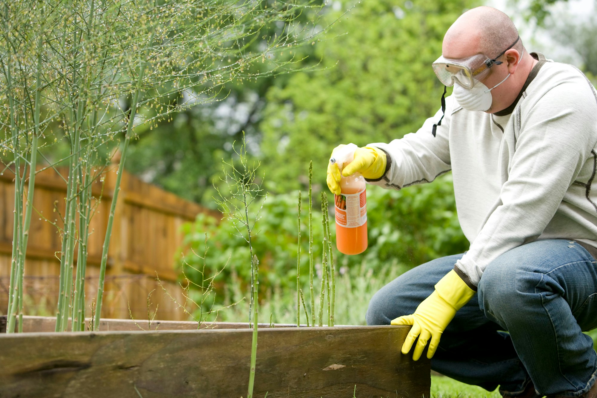 Gardening is a very beneficial activity, not only for the environment, but for those who partake in this exercise. After properly reading the instructions, this man was in the process of applying pesticide spray to his raised-bed home garden.