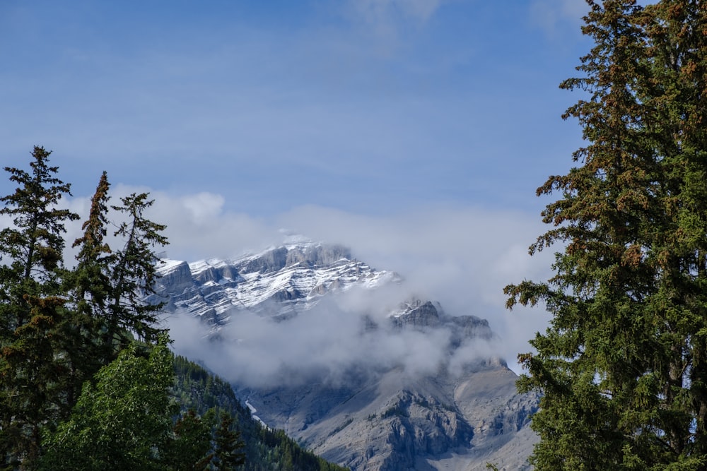 green trees near snow covered mountain during daytime