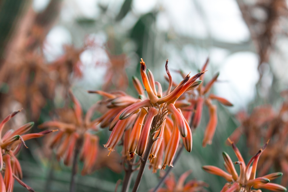 orange flower in tilt shift lens