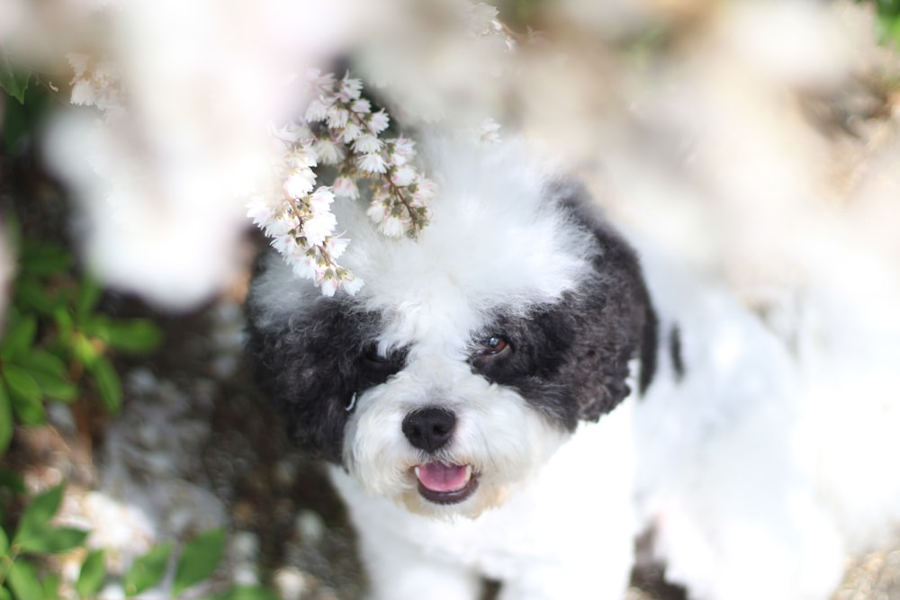 white and black long coat small dog