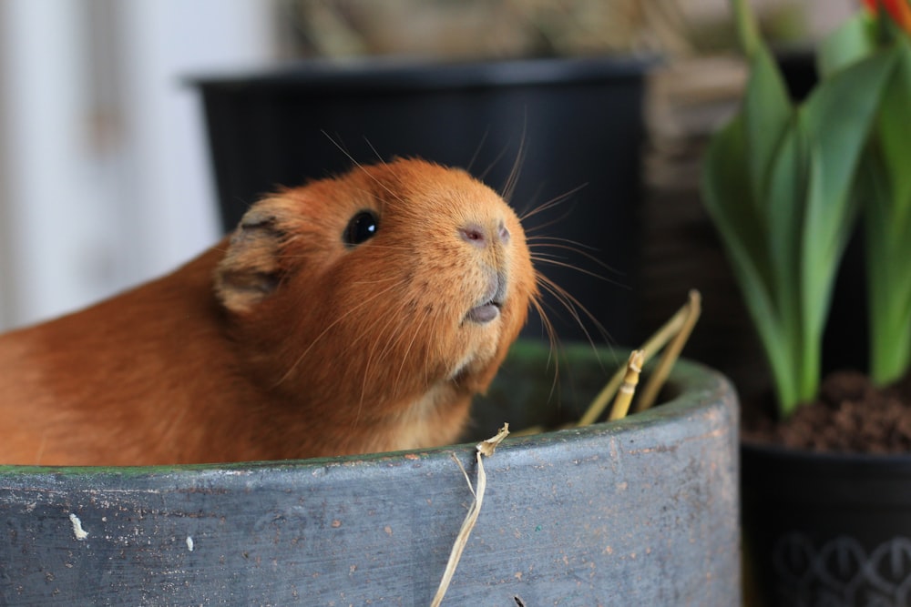 brown guinea pig on blue wooden board