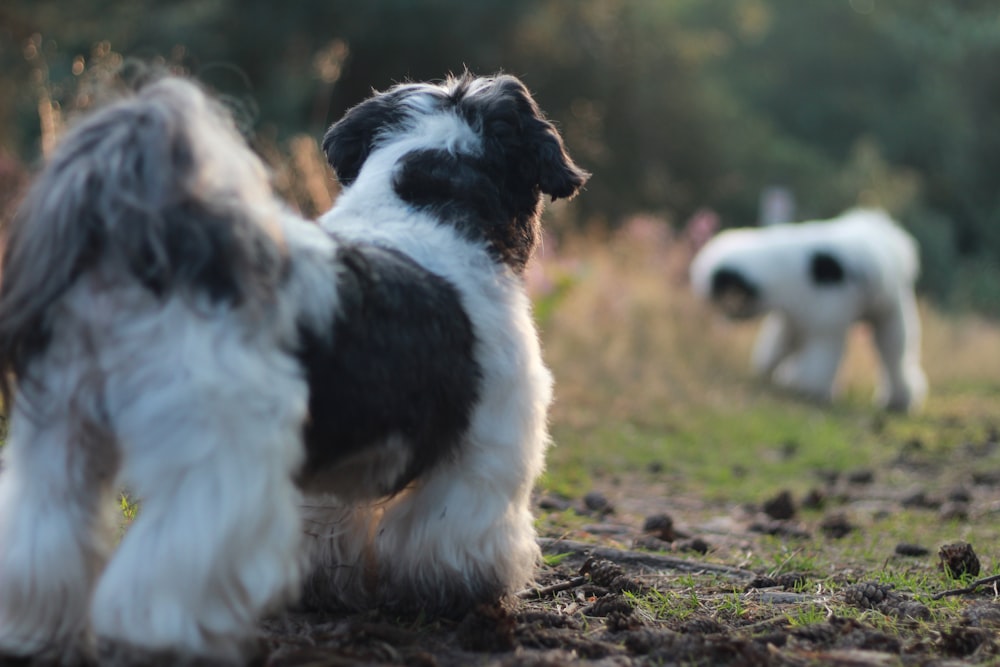 white and black long coat small dog on ground