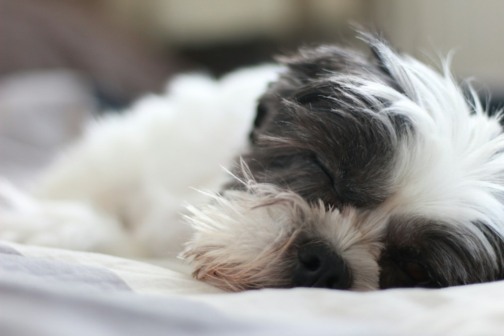 Shih Tzu puppy