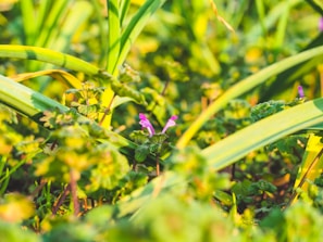 A close-up of local flora showcasing the village's biodiversity.