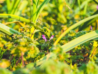The vibrant flora of the site captured in close-up.