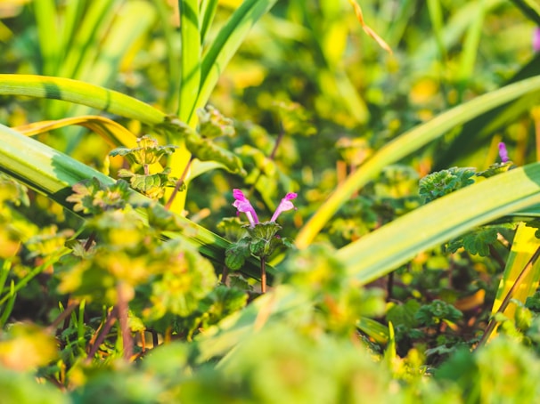 The vibrant flora of the site captured in close-up.