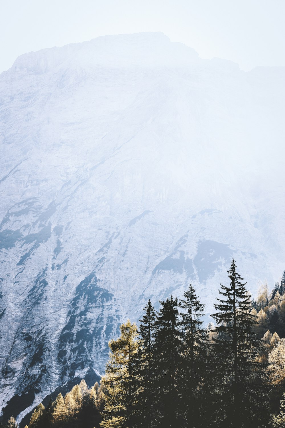 green trees near snow covered mountain during daytime