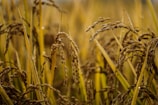 A close-up view of a lush field of ripe rice plants with golden brown grains. The stalks are tall and slightly bent under the weight of the grains. Dew drops are visible on the plants, suggesting a morning or a humid environment. The background is softly blurred, emphasizing the focus on the foreground plants.