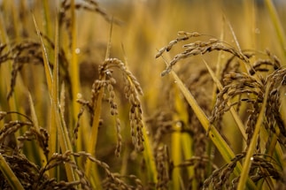 A close-up view of a lush field of ripe rice plants with golden brown grains. The stalks are tall and slightly bent under the weight of the grains. Dew drops are visible on the plants, suggesting a morning or a humid environment. The background is softly blurred, emphasizing the focus on the foreground plants.