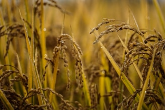A close-up view of a lush field of ripe rice plants with golden brown grains. The stalks are tall and slightly bent under the weight of the grains. Dew drops are visible on the plants, suggesting a morning or a humid environment. The background is softly blurred, emphasizing the focus on the foreground plants.