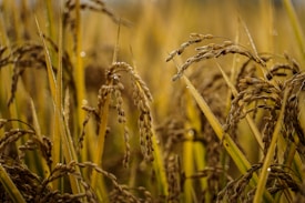 A close-up view of a lush field of ripe rice plants with golden brown grains. The stalks are tall and slightly bent under the weight of the grains. Dew drops are visible on the plants, suggesting a morning or a humid environment. The background is softly blurred, emphasizing the focus on the foreground plants.