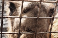 A close-up view of an animal’s snout and eye, partially blocked by a metal cage. The fur appears coarse and brown, with the animal looking outward from behind the bars.