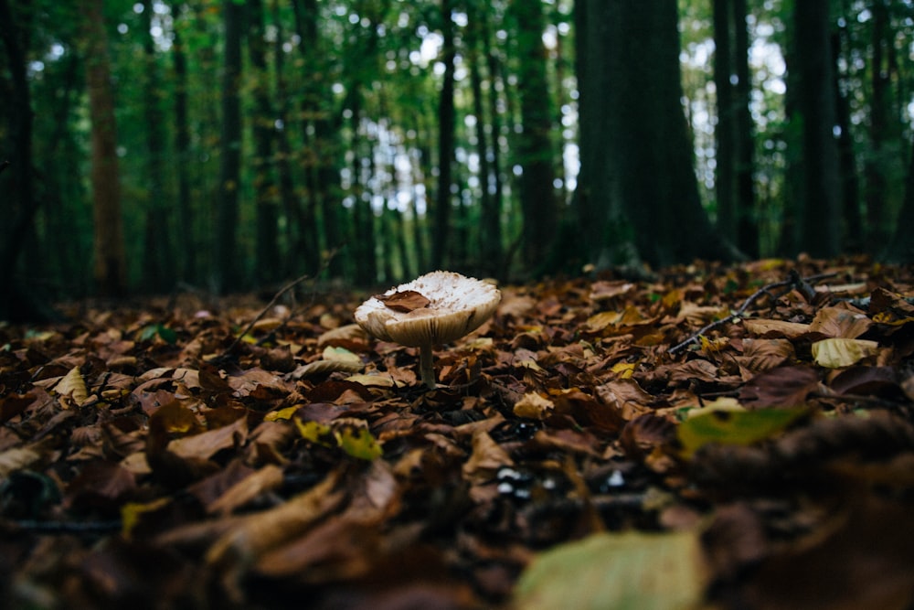 brown mushroom on brown dried leaves