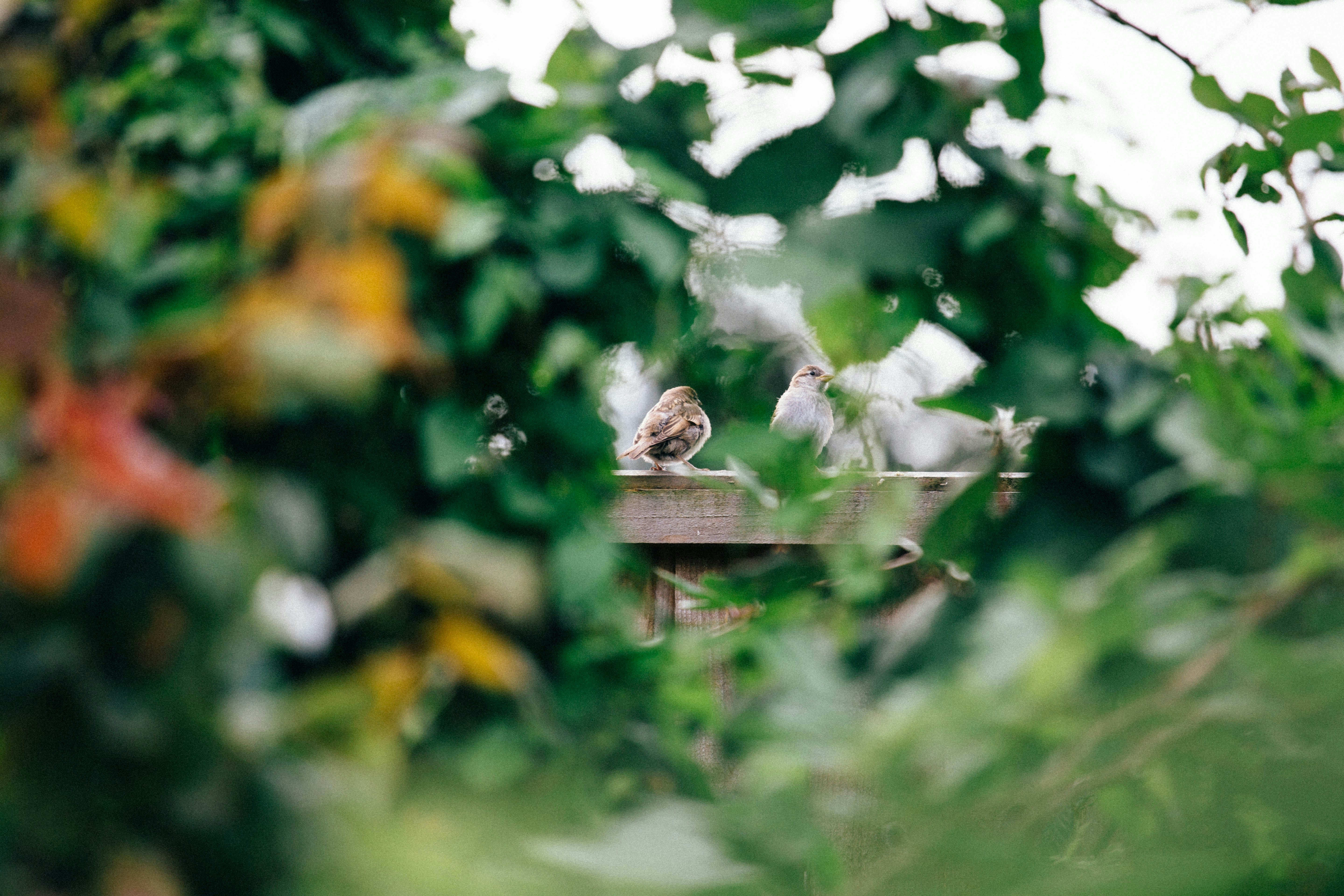 Photo by greyharpoon