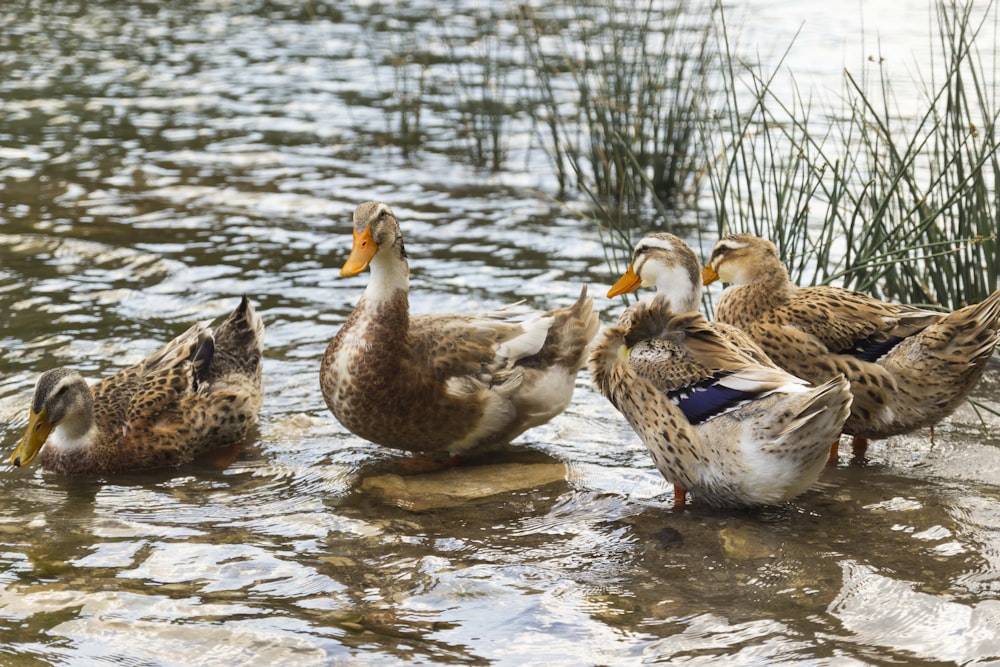 2 brown and white duck on water during daytime