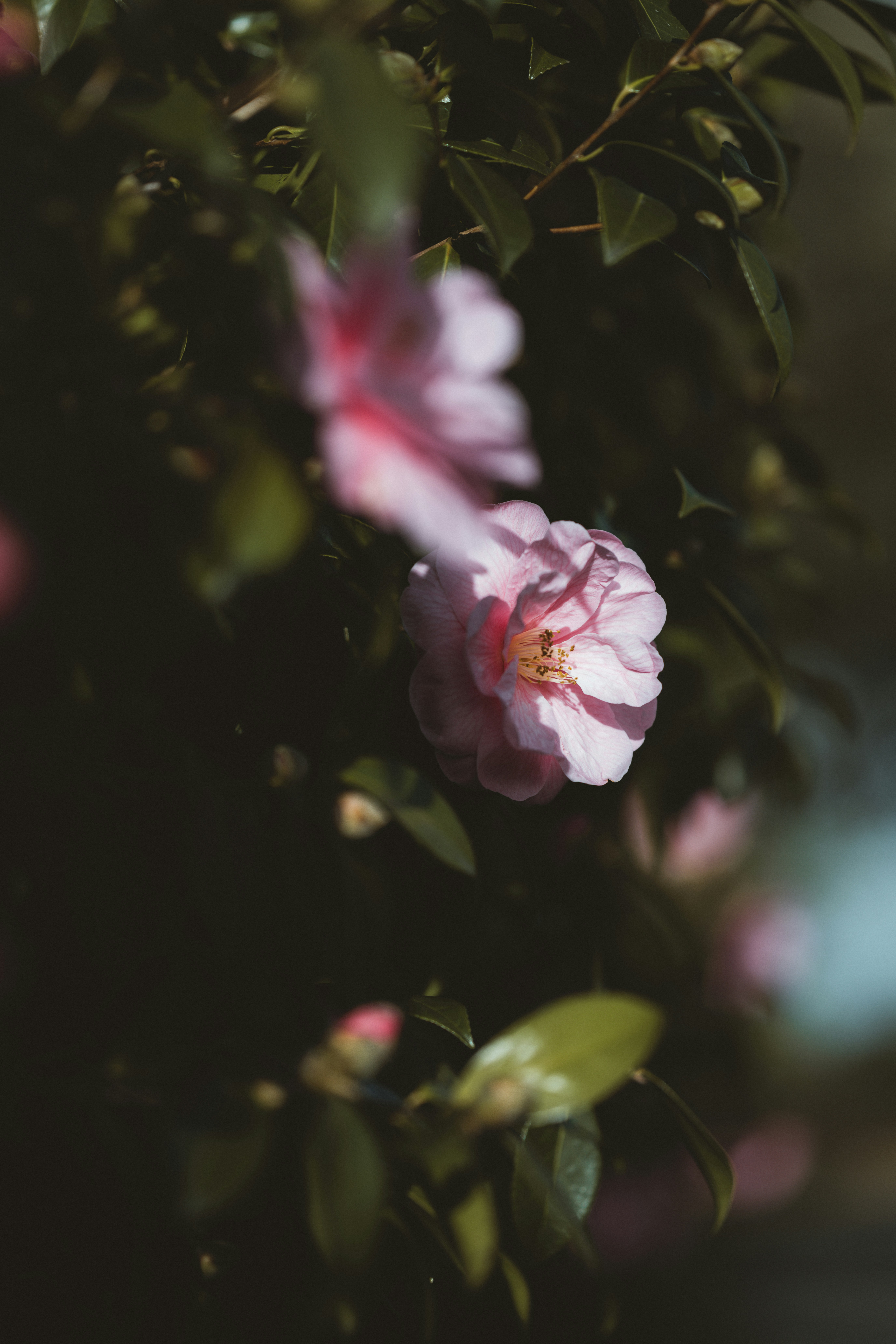 Photo by anniespratt