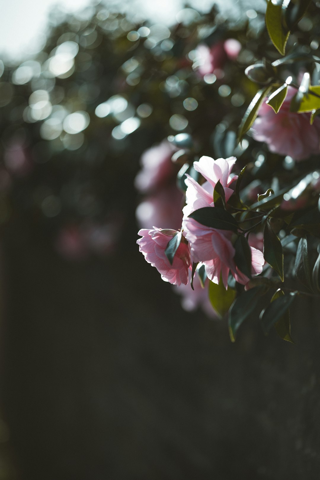 white and pink flower in tilt shift lens