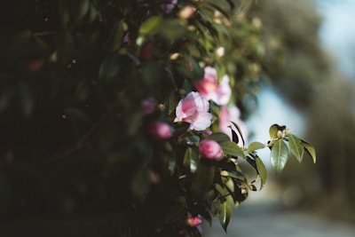 Pink flowers bloom among lush green leaves, capturing a serene and natural setting with soft focus and gentle light.