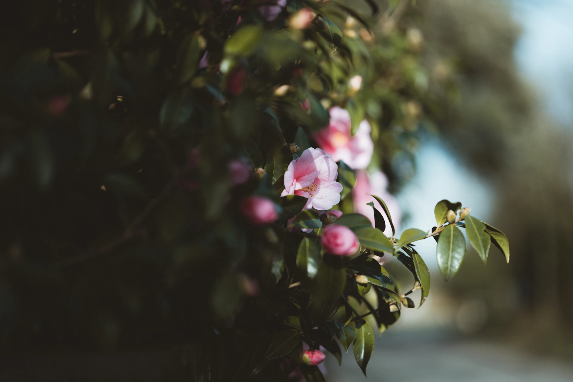 black and brown leather padded tub sofa