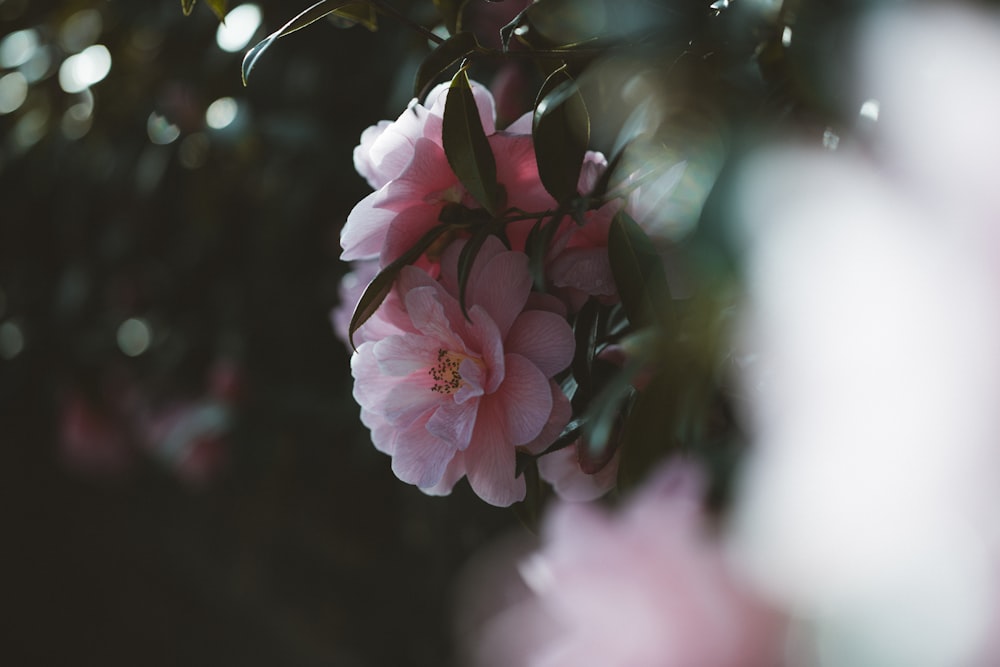 pink flower in tilt shift lens