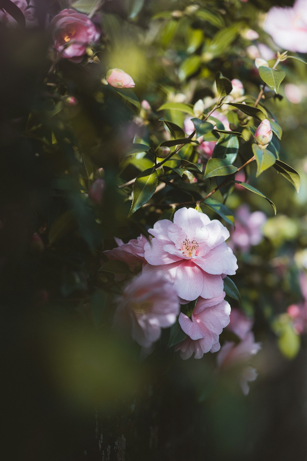 pink flower in tilt shift lens