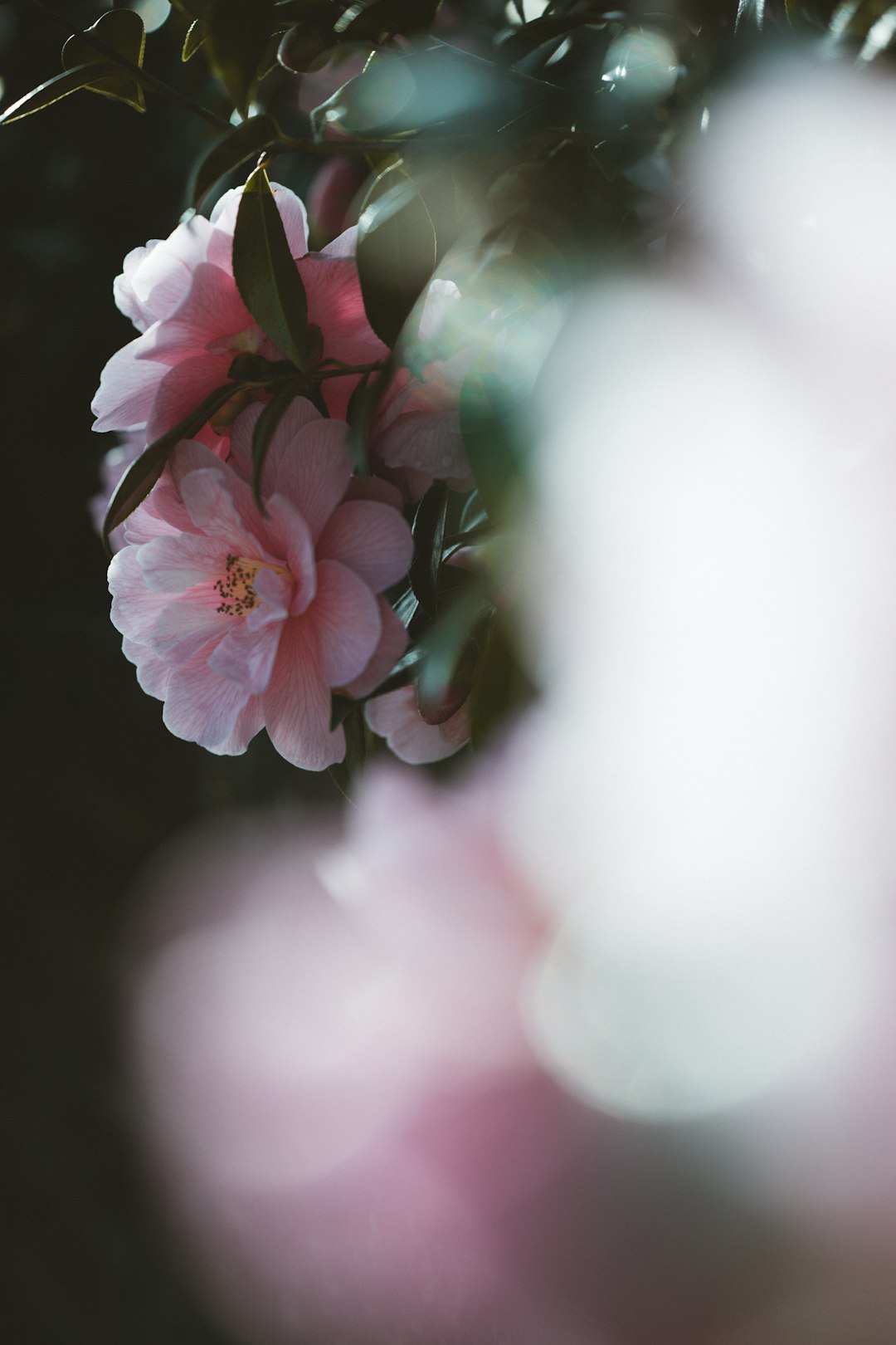 pink and white flower in tilt shift lens