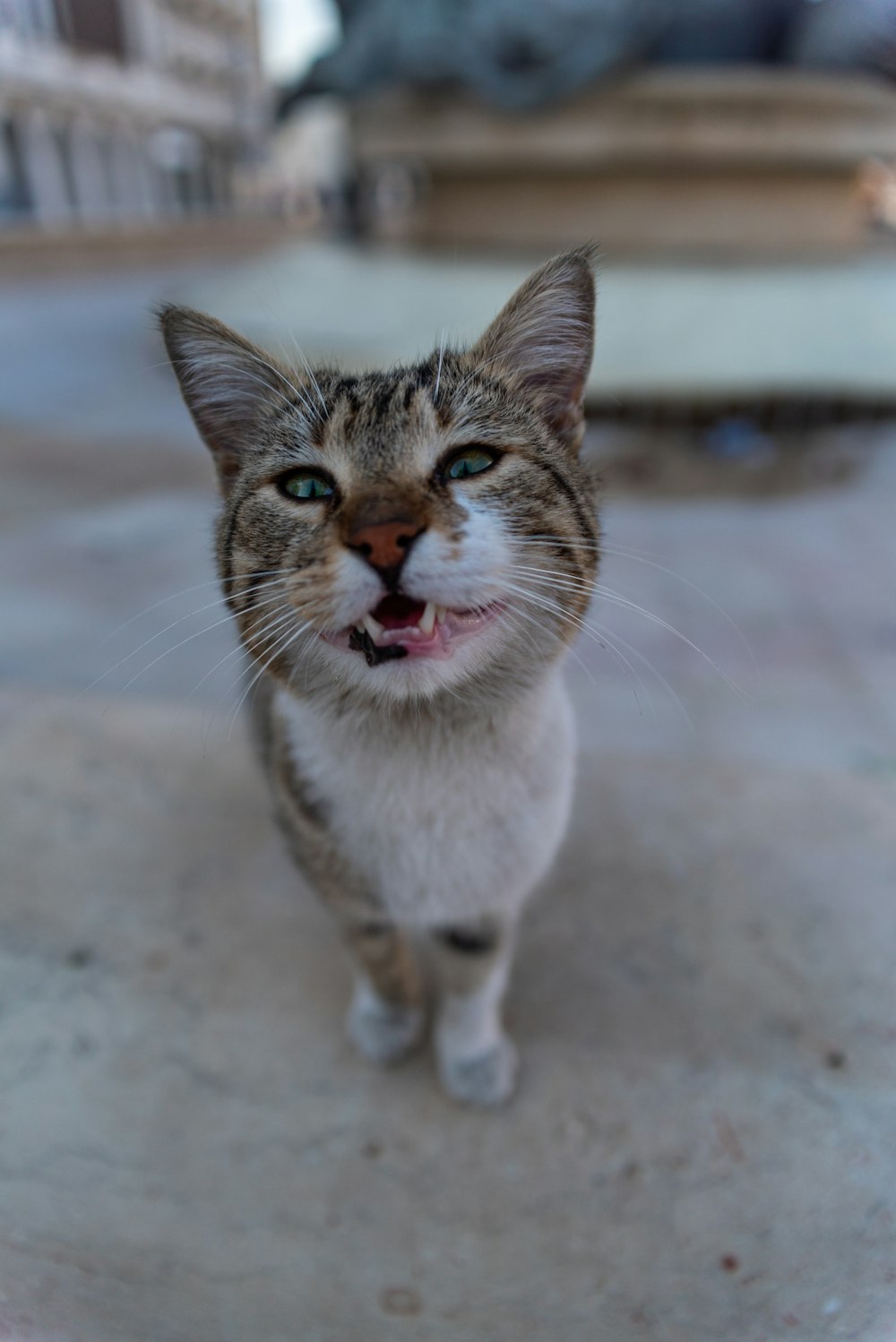 茶色と白のぶち猫