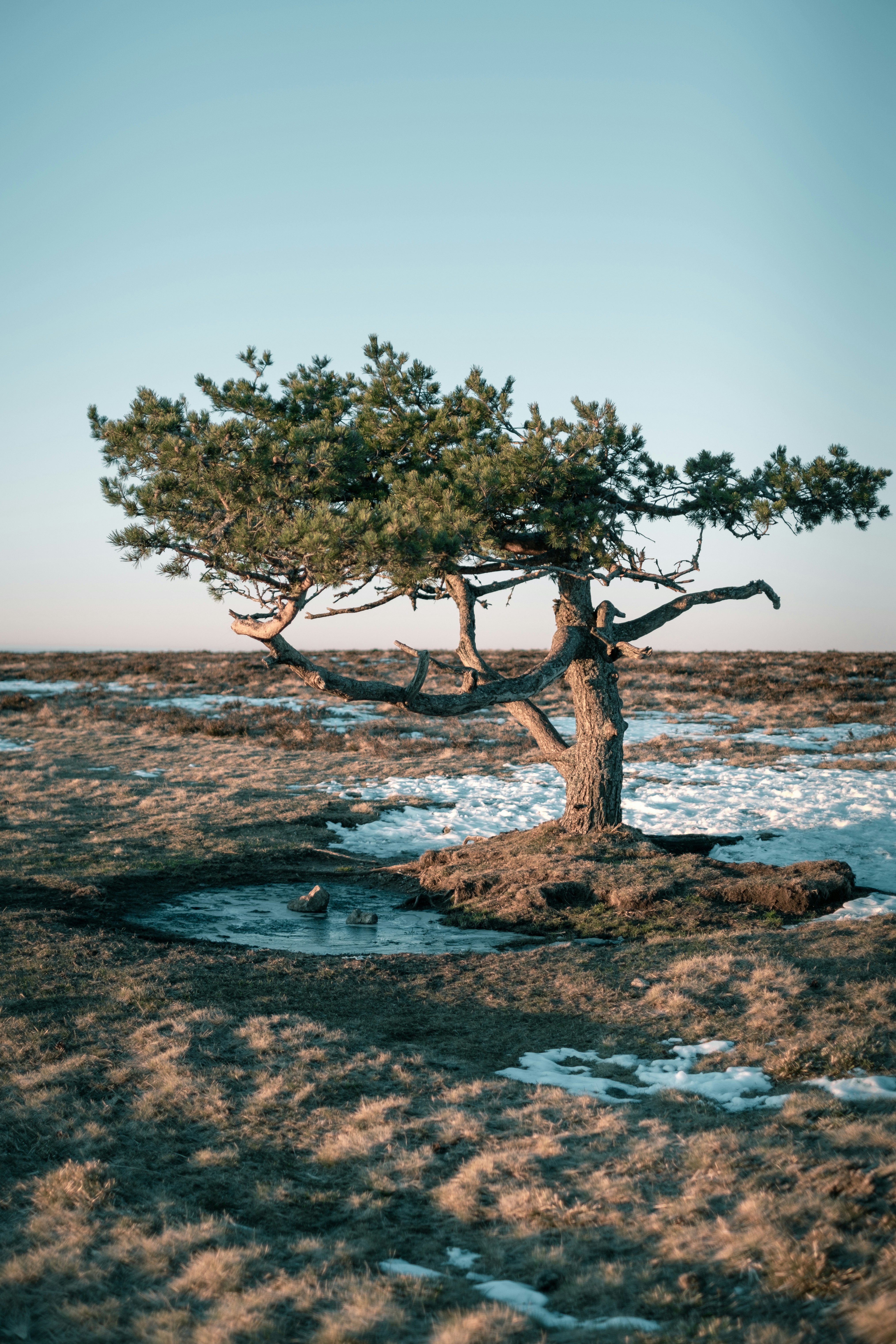 brown leafless tree on seashore during daytime