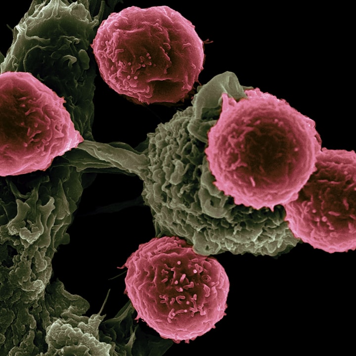 The Battle Within: How Your Body Fights Cancer