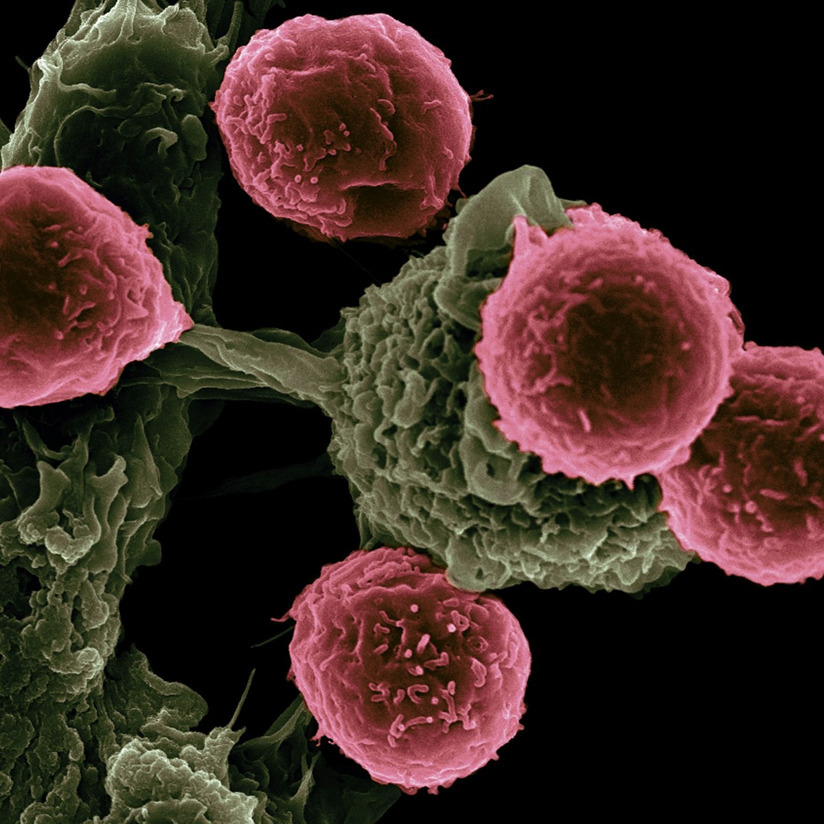 Microscopy cells