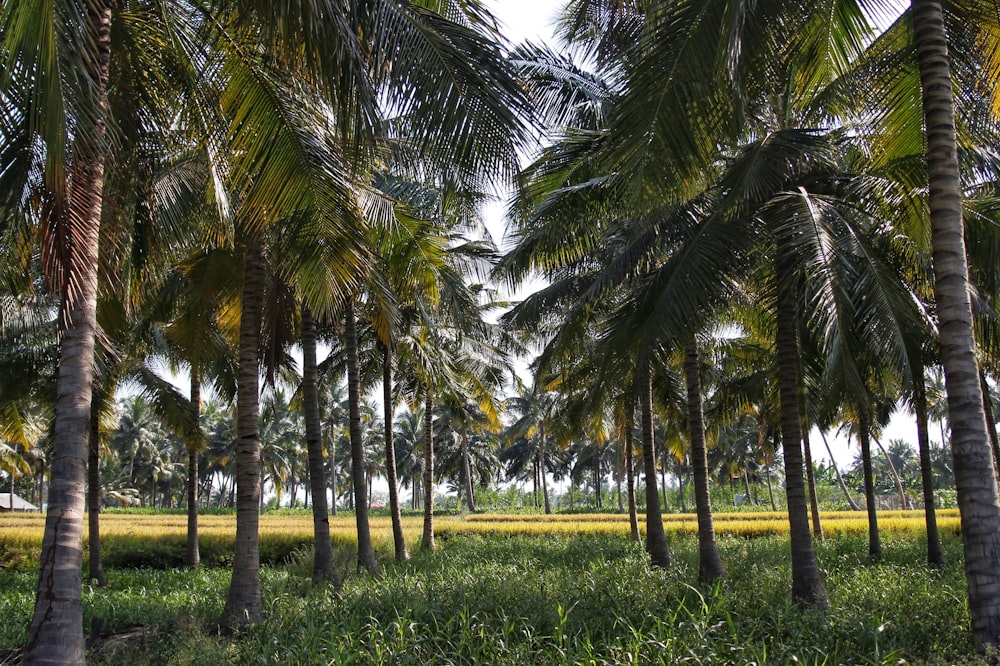 palmeiras verdes no campo de grama verde durante o dia