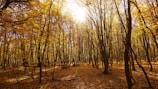 A serene morning hike through golden autumn woods, sunlight filtering through leaves.
