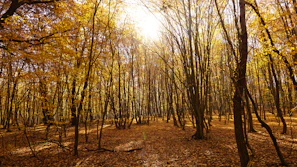 Soft golden light filtering through autumn leaves in a peaceful park