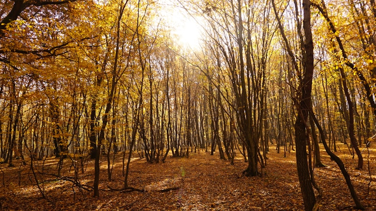 Sunlight filtering through tall trees illuminating a carpet of crispy amber leaves
