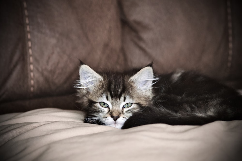 brown tabby kitten on brown textile