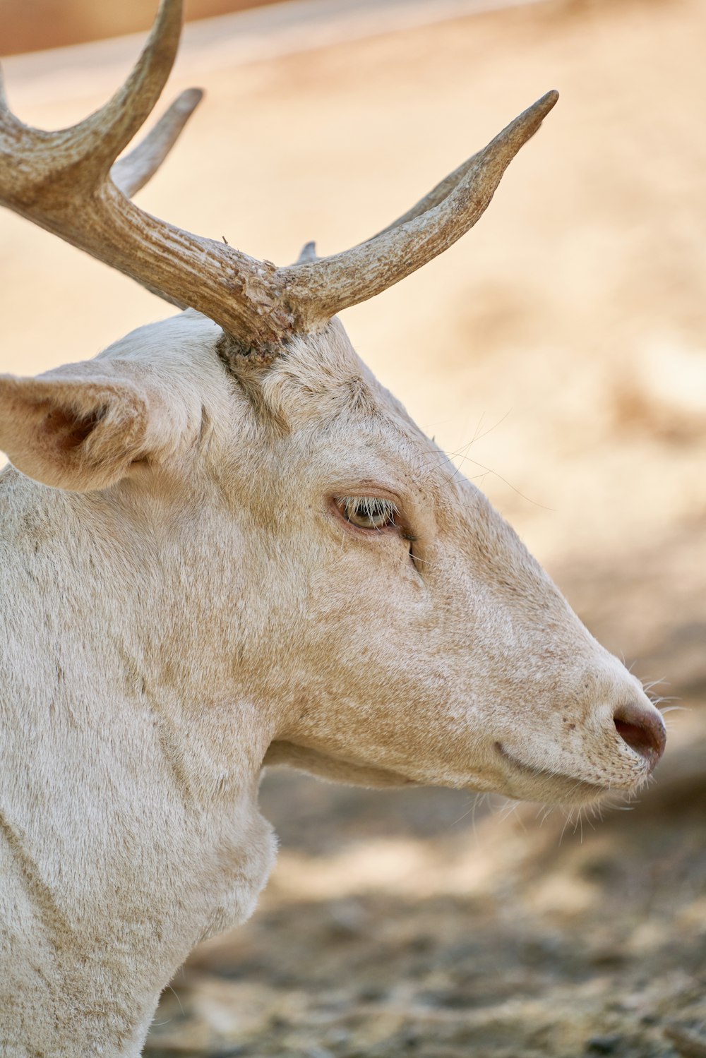 white and brown animal during daytime