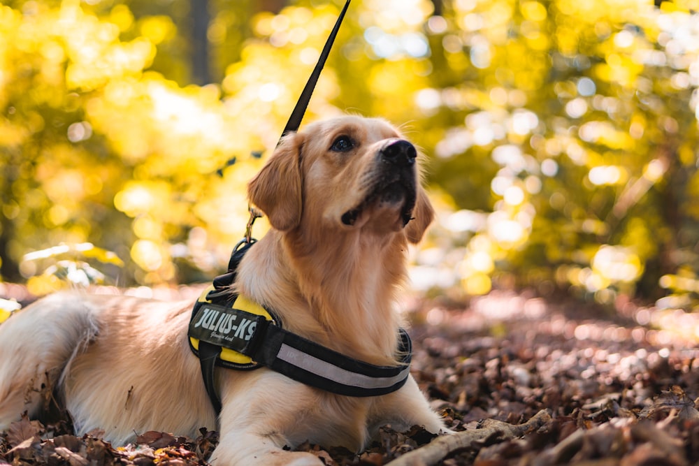 golden retriever with yellow and black harness