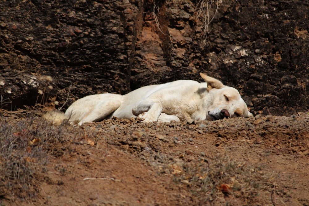 white short coated dog lying on brown soil