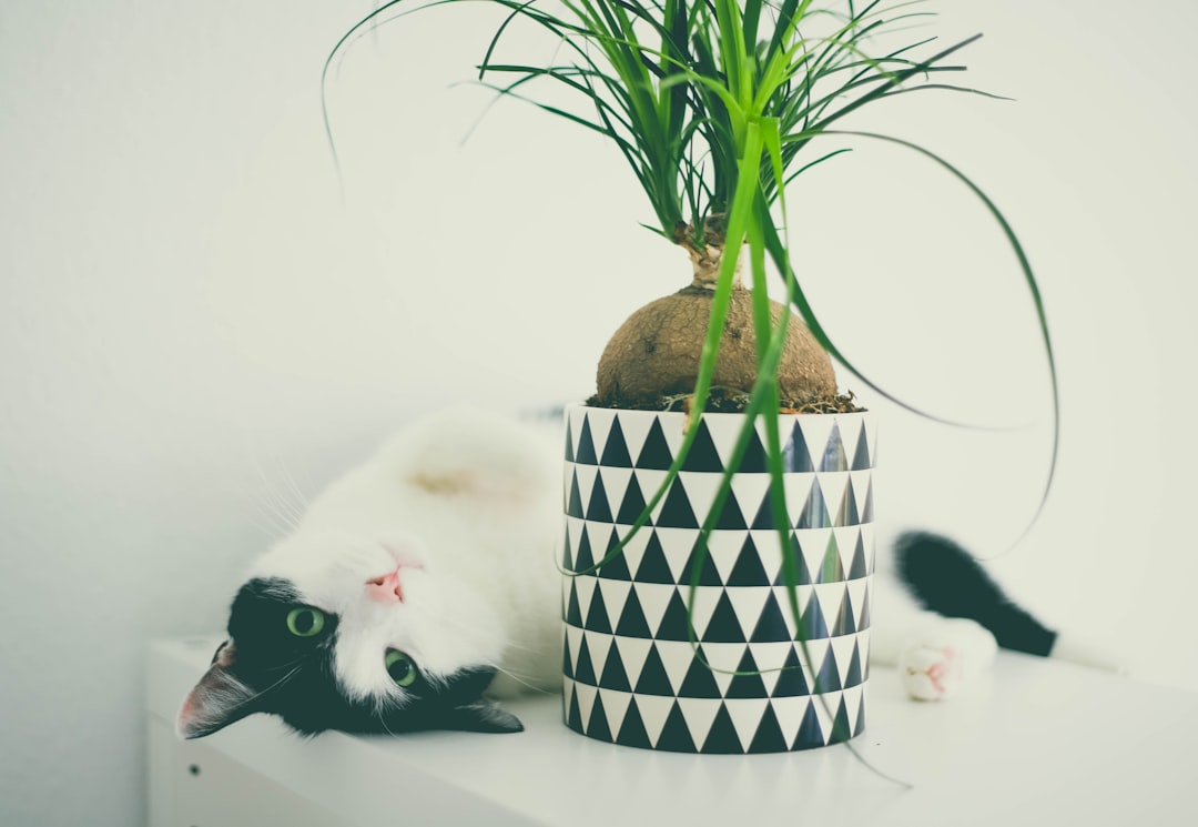 white cat on brown and black cat tree