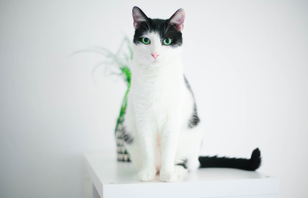white and black cat on white table