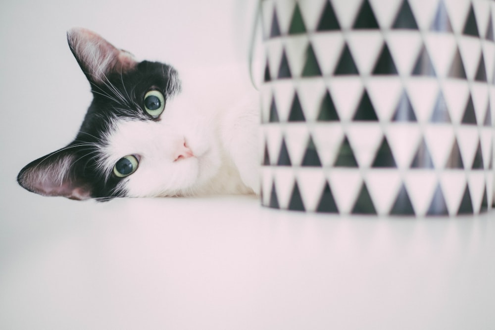 white and black cat on white and black checkered textile