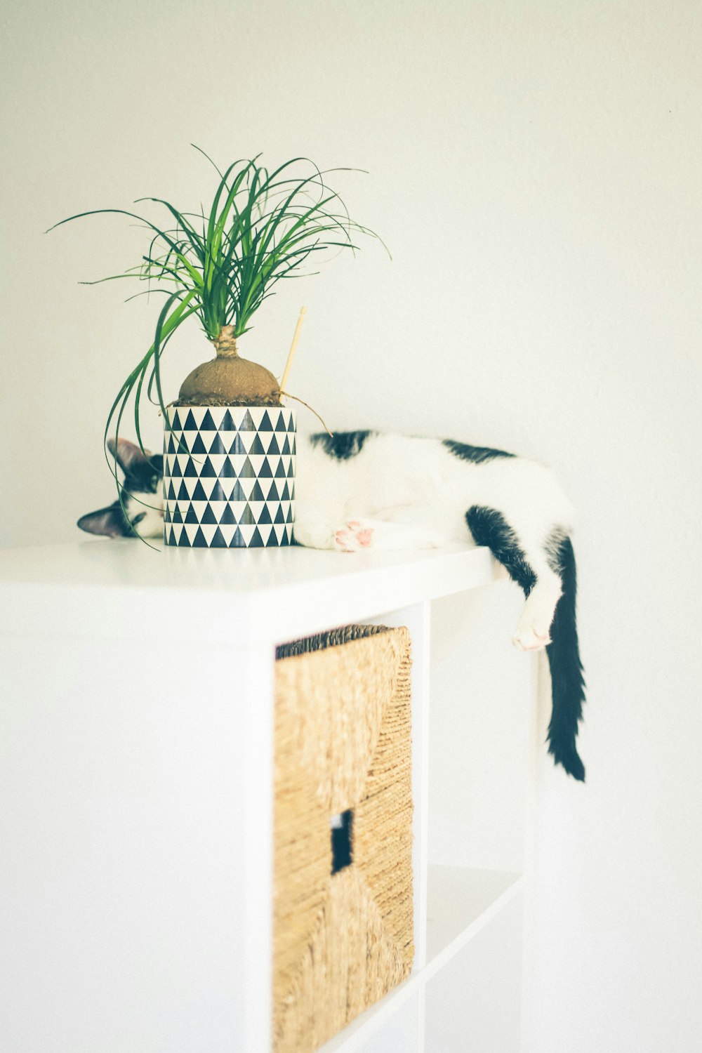 white and black cat on white wooden table