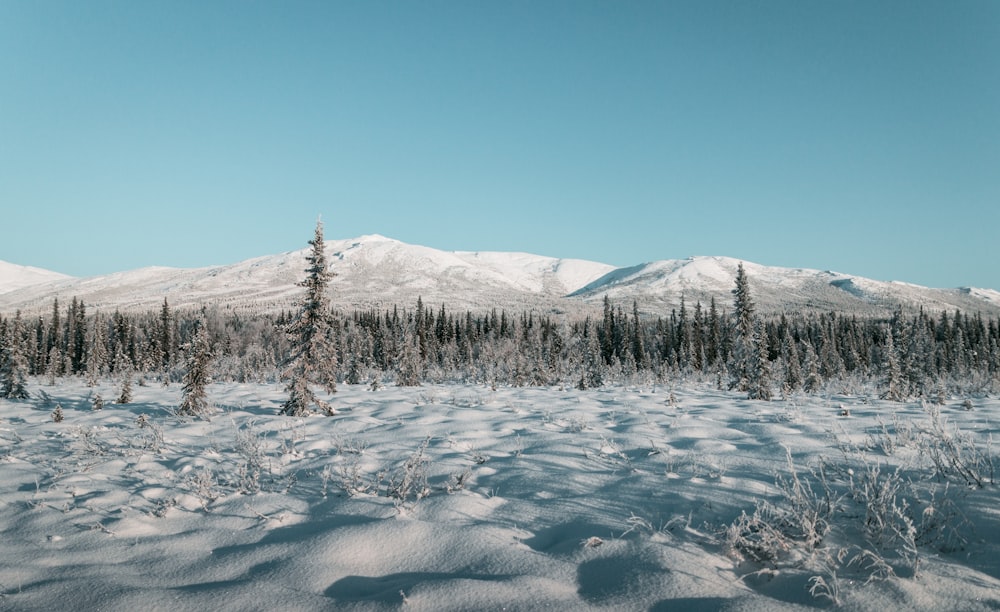 snow covered trees and mountains during daytime