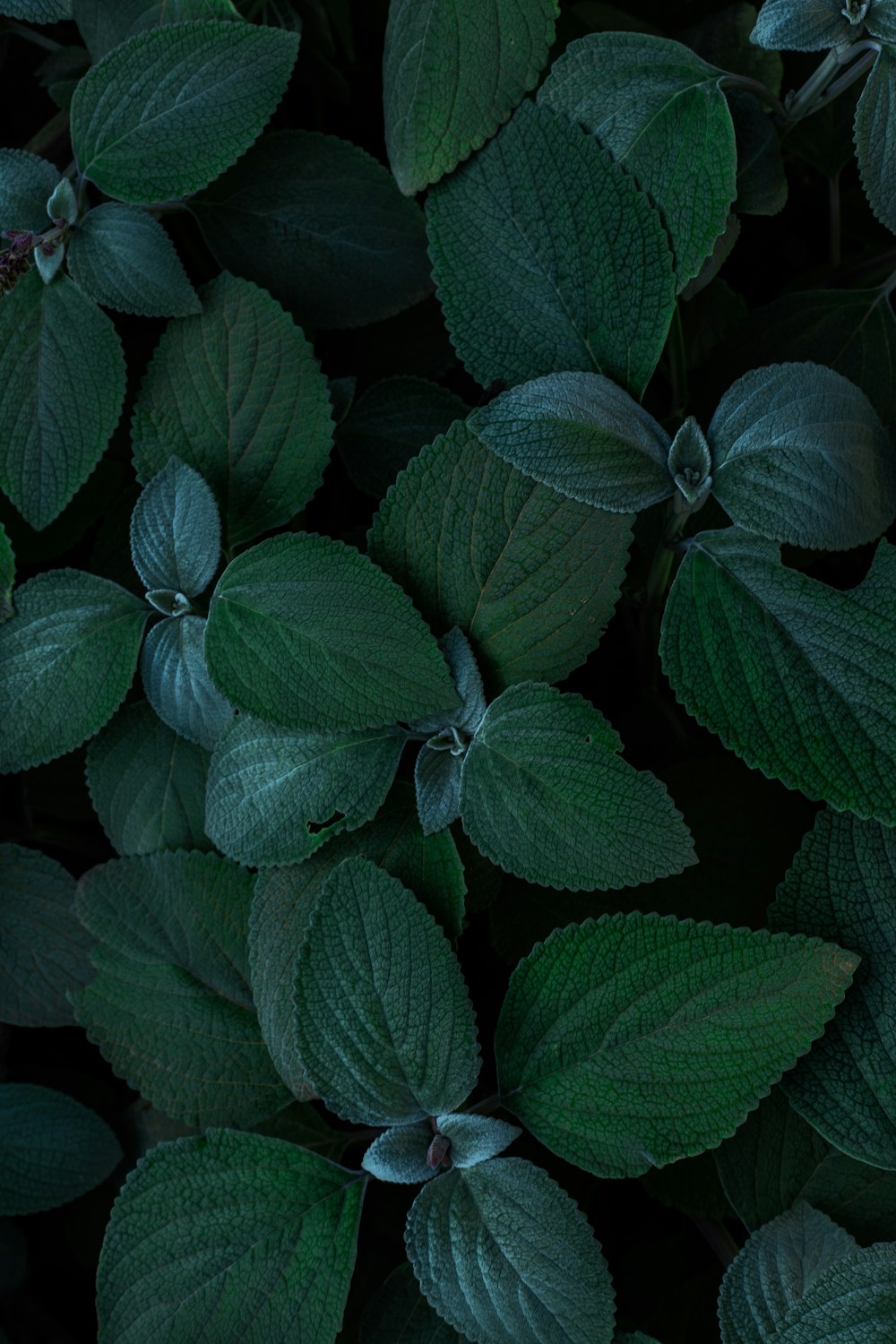 green and red leaf plant