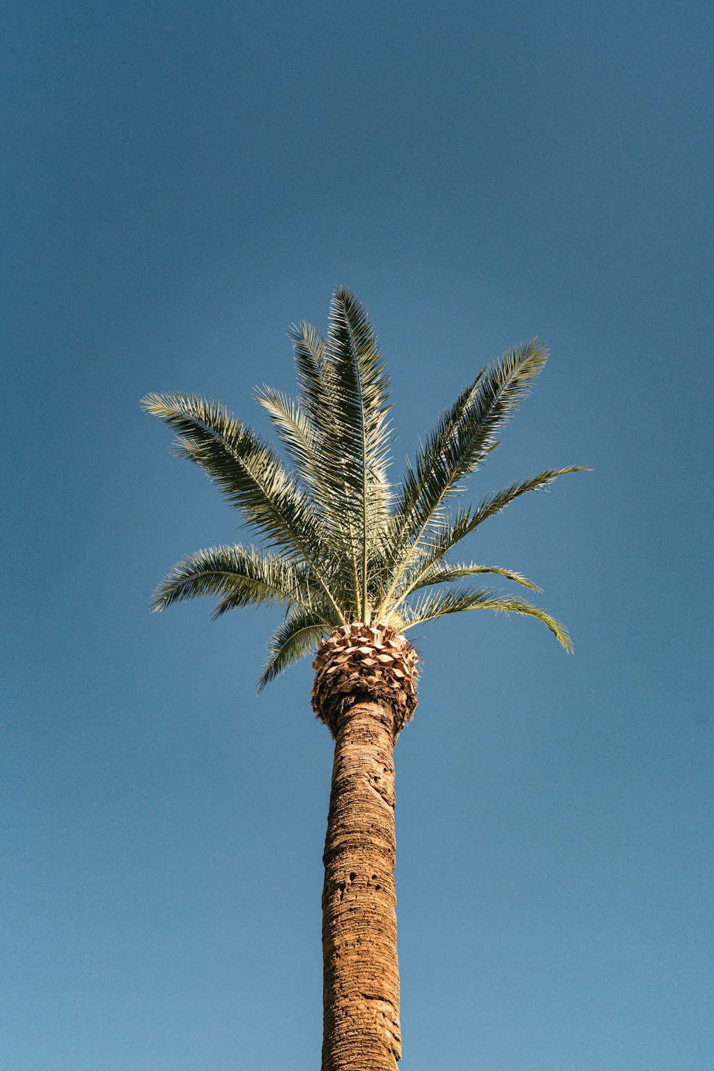 green palm tree under blue sky during daytime