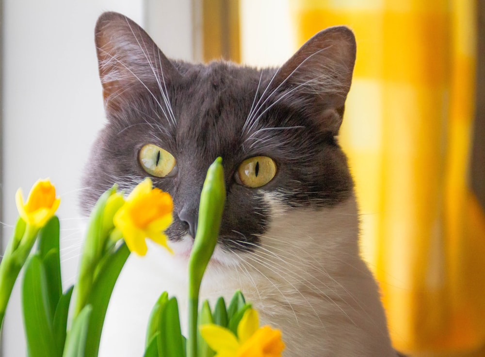 black and white cat beside yellow flowers