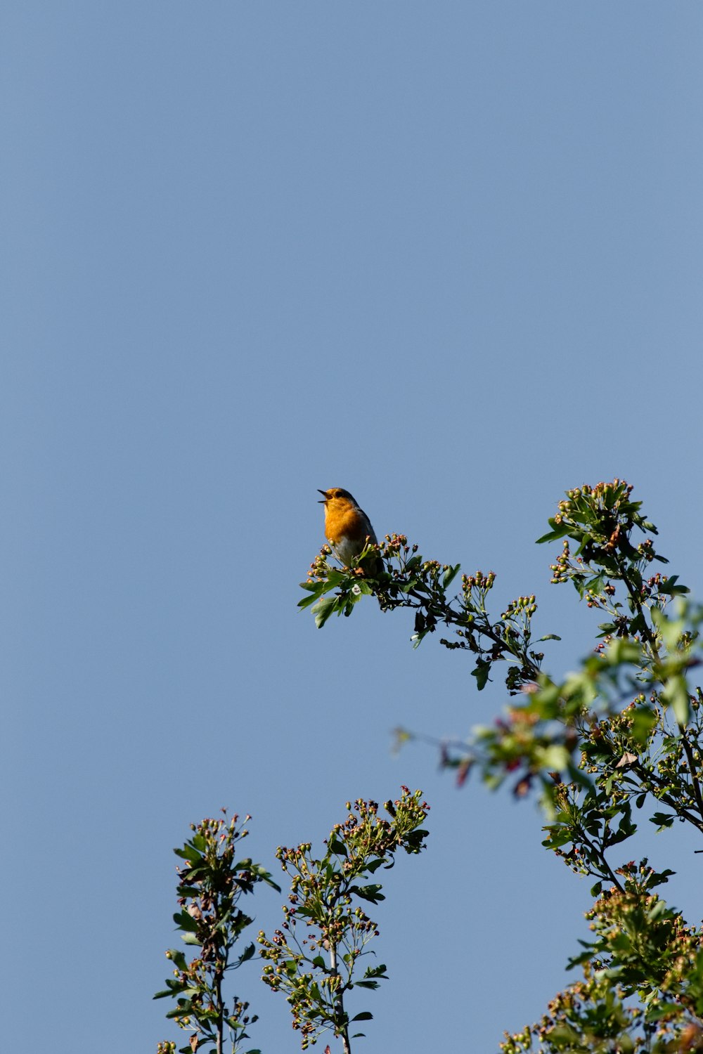 brown bird on tree branch during daytime