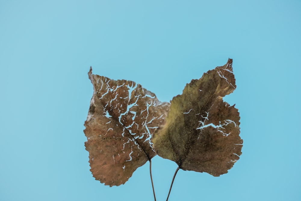 brown dried leaf on blue sky